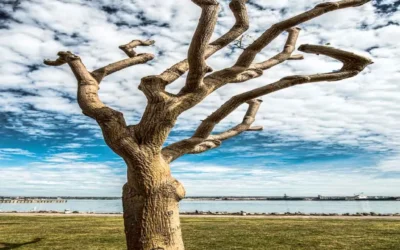 Studio Updates & Announcements