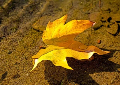 A bright yellow leaf rests on the ground, showcasing its vibrant color against a backdrop of earthy tones