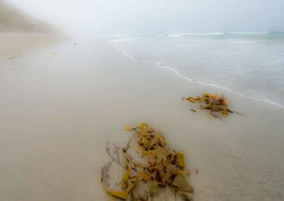 Foggy beach scene with seaweed scattered on wet sand and gentle waves lapping at the shore in the background