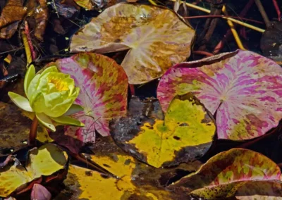 A vibrant yellow water lily blooms among colorful, patterned lily pads on a tranquil water surface