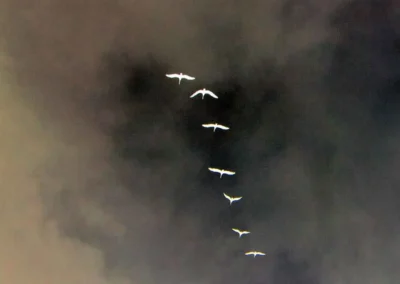 A flock of white birds flying in a V formation against a dark, cloudy sky, creating a striking contrast