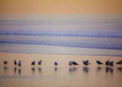 Silhouetted seagulls stand along a tranquil, softly colored beach, with gentle waves rolling in under a pastel sunset sky