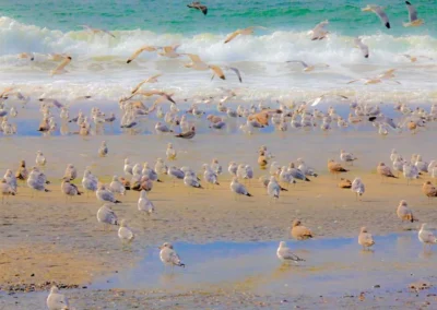 A lively beach scene with numerous seagulls resting on the sand, while others soar above, with waves crashing in the background